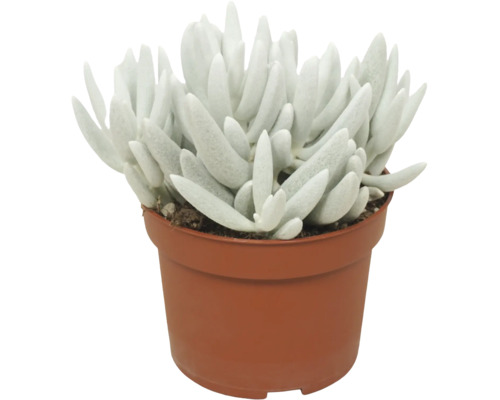 Suckulent i en plastkruka med köttiga, avlånga blad som krukväxt.