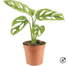Krukväxt Monstera Adansonii med karakteristiska blad i en plastkruka (Image AI modified or generated)