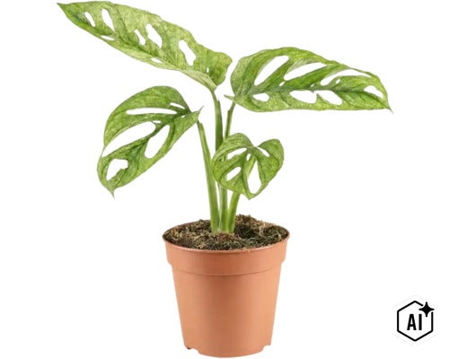 Krukväxt Monstera Adansonii med karakteristiska blad i en plastkruka (Image AI modified or generated)
