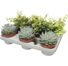 En bricka med tre Echeveria suckulenter och en Portulacaria Afra krukväxt i små plastkrukor för dekoration.
