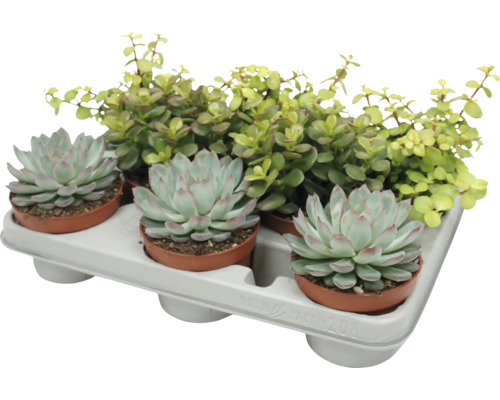 En bricka med tre Echeveria suckulenter och en Portulacaria Afra krukväxt i små plastkrukor för dekoration.