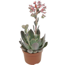 Echeveria suckulent i en kruka med blomställningar