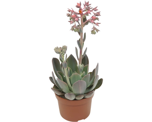 Echeveria suckulent i en kruka med blomställningar