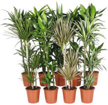 Samling av olika Dracaena krukvaxter i plastkrukor for dekoration