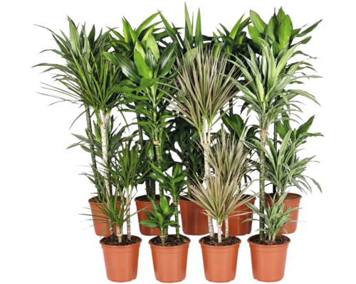 Samling av olika Dracaena krukvaxter i plastkrukor for dekoration