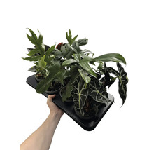 Hand håller en bricka med olika små krukväxter inklusive Alocasia och Philodendron i plastkrukor för dekoration.