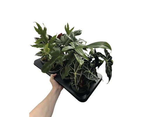 Hand håller en bricka med olika små krukväxter inklusive Alocasia och Philodendron i plastkrukor för dekoration.