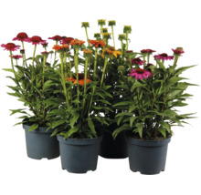 Set med fyra Echinacea perenner i plastkrukor med färgglada blommor för trädgården
