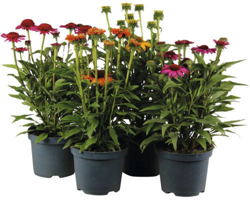 Set med fyra Echinacea perenner i plastkrukor med färgglada blommor för trädgården