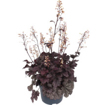 Alunrot Heuchera växt med mörka blad och fina blommor i en plastkruka