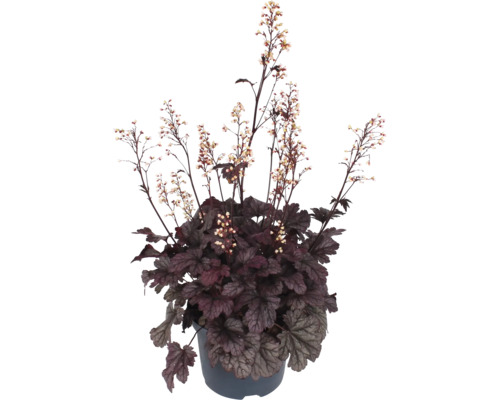 Alunrot Heuchera växt med mörka blad och fina blommor i en plastkruka