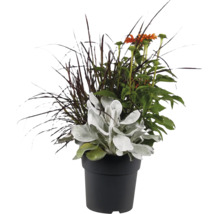 Blomsterarrangemang i svart plastkruka med prydnadsgräs, solhatt och lammöron för utomhusbruk.