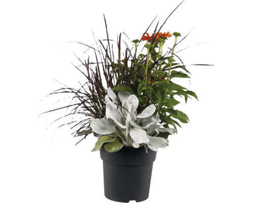 Blomsterarrangemang i svart plastkruka med prydnadsgräs, solhatt och lammöron för utomhusbruk.