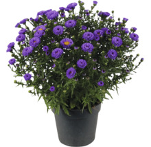 Blommande aster i svart plastkruka