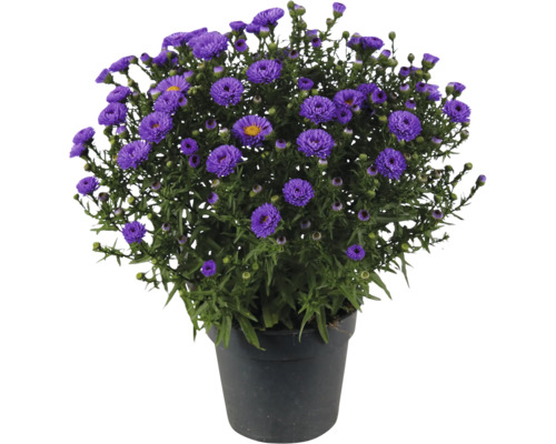 Blommande aster i svart plastkruka