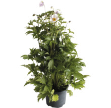Höstsippa i en plastkruka med gröna blad och fina blommor.