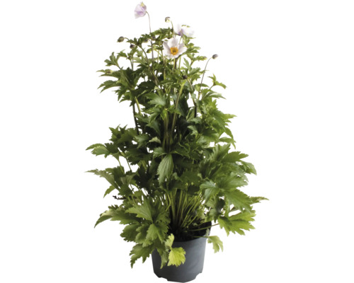 Höstsippa i en plastkruka med gröna blad och fina blommor.
