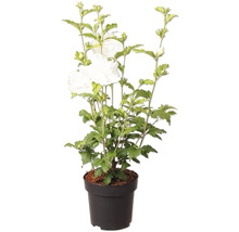 Trädgårdshibiskus Hibiscus syriacus med vita blommor i en plastkruka