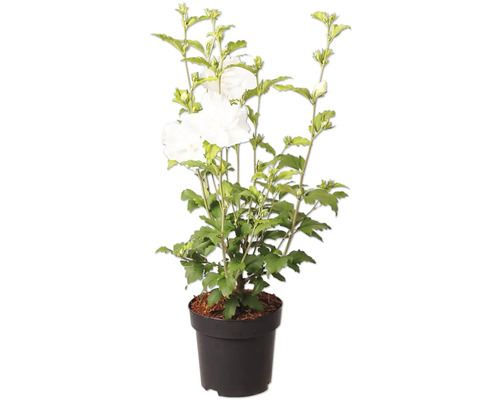 Trädgårdshibiskus Hibiscus syriacus med vita blommor i en plastkruka