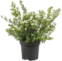 Blommande spirea i en rund svart plastkruka