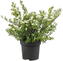 Spirea med vita blommor i en svart plastkruka