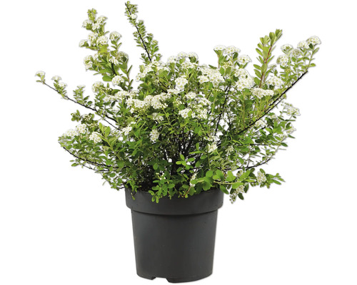 Spirea med vita blommor i en svart plastkruka