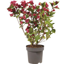 Weigela i plastkruka med många blommor och gröna blad som trädgårdsväxt