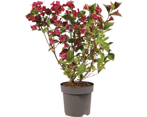 Weigela som blommande buske i plastkruka