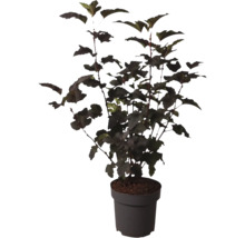 Smällspirea Physocarpus opulifolius med mörka blad i en plastkruka för trädgården