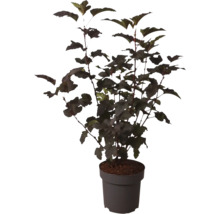Physocarpus opulifolius Diabolo smällspirea buske i kruka