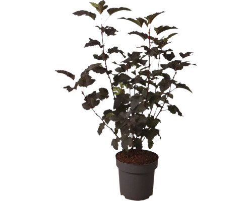 Physocarpus opulifolius Diabolo smällspirea buske i kruka