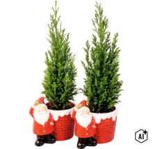 Två cypressväxter i blomkrukor med tomtefigurer som dekoration (Image AI modified or generated)