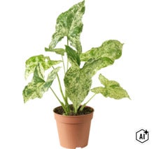 Syngonium krukväxt med spräckliga pilformade blad i en plastkruka (Image AI modified or generated)