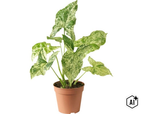 Syngonium krukväxt med spräckliga pilformade blad i en plastkruka (Image AI modified or generated)