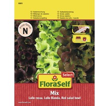 FloraSelf salladsmix med Lollo Rossa, Lollo Bionda och röd salladsskål