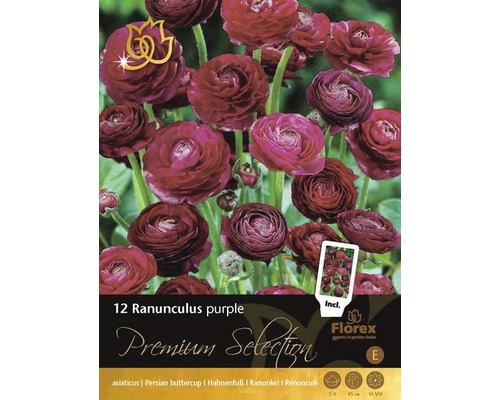 Blomlökar FLORASELF Ranunkel Premium Ranunculus Purple 5/6 12st