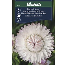 Fröförpackning eternell Helichrysum bracteatum