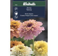 Blomfrö WEIBULLS Zinnia Elegans