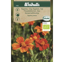 Blomfrö WEIBULLS Tagetes hög KRAV