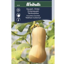 Weibulls Waltham Butternut pumpa planta med mogna frukter