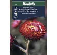 Fröförpackning eternell med blomma av märket Weibulls