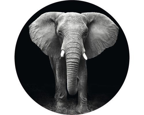 Fototapet SPECIAL DECORATION non-woven Elefant svartvit Ø142,5cm