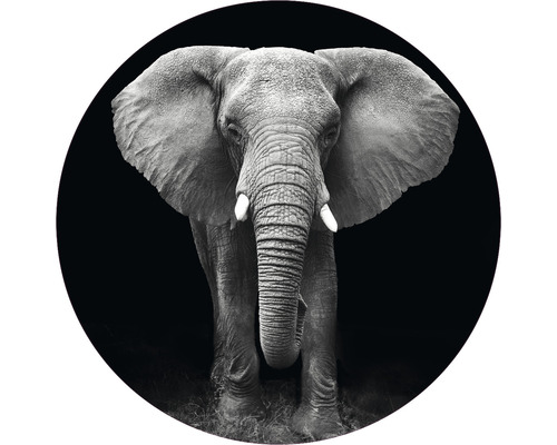 Fototapet SPECIAL DECORATION non-woven Elefant svartvit Ø142,5cm Svartvit fotografi av en elefant i ett runt format