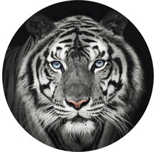 Närbild av en vit tiger med blå ögon