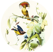 Illustration med två fåglar på en gren med löv och blommor