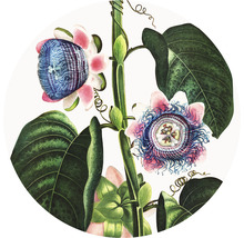 Illustration av passionsblomma med blad