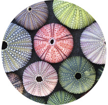 Fototapet SPECIAL DECORATION non-woven Sjöborrar Ø142,5cm