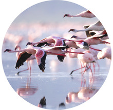 Fototapet SPECIAL DECORATION non-woven Flamingo Ø190cm