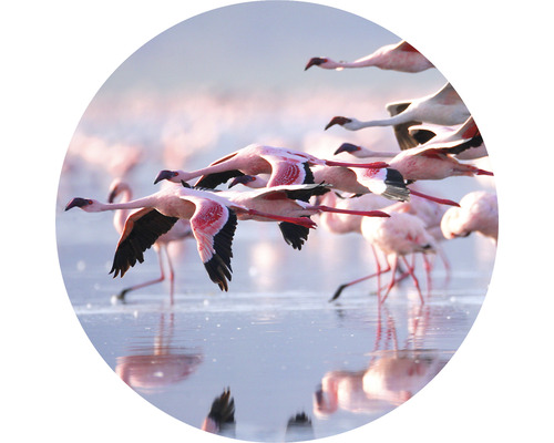 Fototapet SPECIAL DECORATION non-woven Flamingo Ø190cm