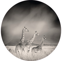 Svartvit fotografi av tre giraffer i ett savannlandskap